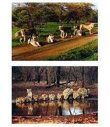 A Group of Lions - Set of 2 Pictures