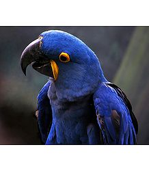 Blue Parakeet - Photographic Print