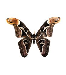 Edward's Atlas Moth - Photographic Print