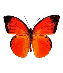 Lexias Dirtea, the Archduke Butterfly - Photographic Print