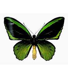 Green Birdwing Butterfly - Photographic Print