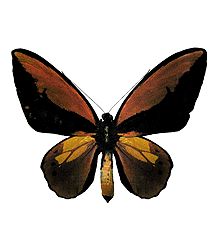 Brush-Footed Butterfly - Photographic Print