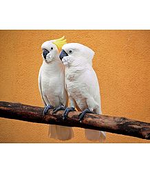 Photo Print of Cockatoo Couple