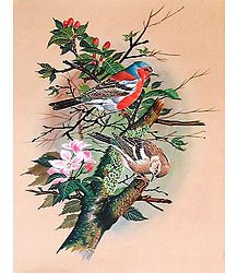 Colorful Birds