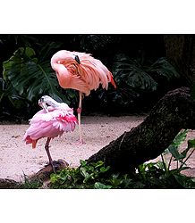 Flamingos - Photographic Print