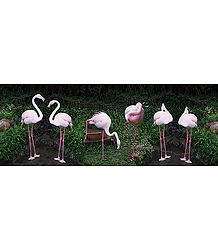 Get Together of Flamingos