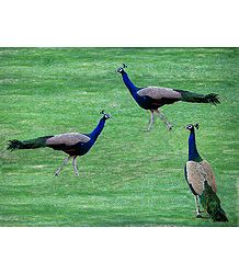 3 Peacocks in Playful Mood