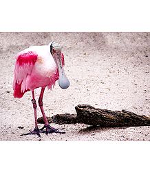 Roseate Spoonbill - Photographic Print