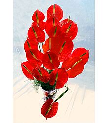 Red Anthurium