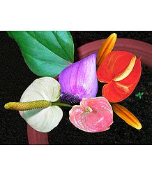 Colorful Anthurium