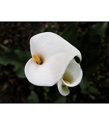 White Anthurium