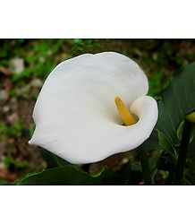 White Anthurium