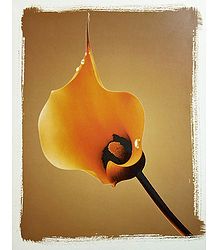 Yellow Anthurium