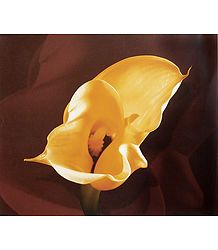 Yellow Anthurium
