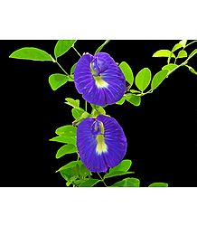 Butterfly Pea