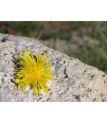 Yellow Chrysanthemum