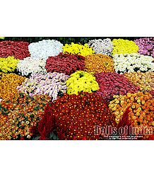 Chrysanthemums