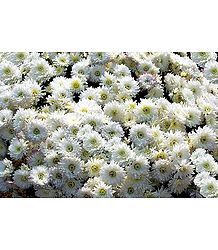 White Chrysanthemums - Photo Print
