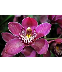 Cymbidium Orchid