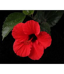 Dark Red Hibiscus