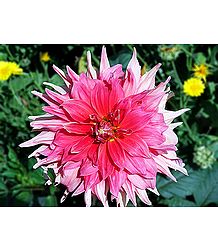 Shades of Pink Dahlia