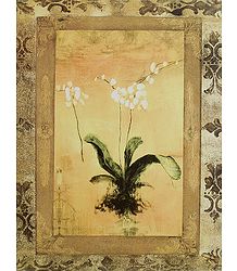 Orchids