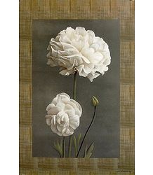 White Zinnia