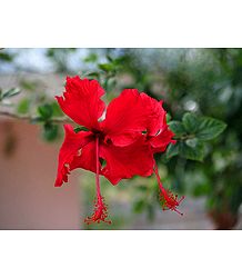 Hibiscus