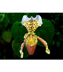 Lady's Slipper