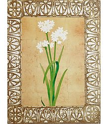 White Lily