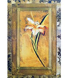 Lily Flower