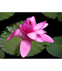 Pink Lotus