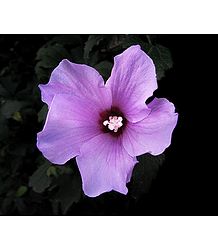 Mauve Hibiscus