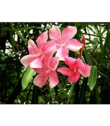 Oleander