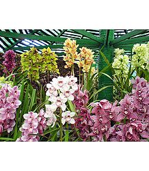 Orchids in Namgyal Memorial Park, Gangtok - East Sikkim, India