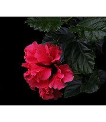 Red Hibiscus