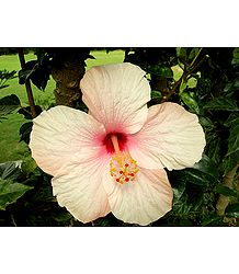 Light Peach Hibiscus