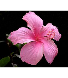 Pink Hibiscus