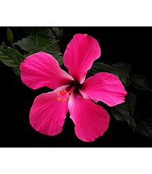 Rose Pink Hibiscus