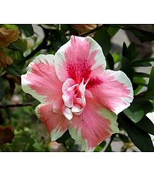 Pink Hibiscus