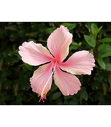 Pink Hibiscus
