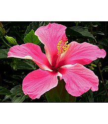 Pink Hibiscus