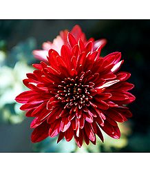 Red Dahlia - Photo Print