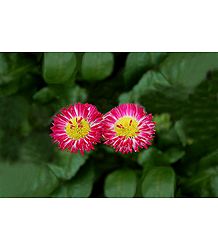 English Daisy