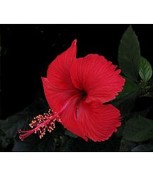 Red Hibiscus