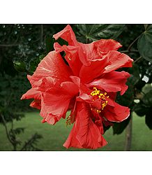 Red Hibiscus