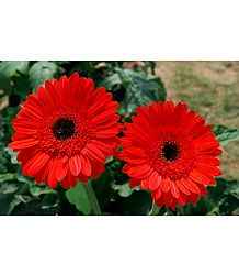 Red Zinnia