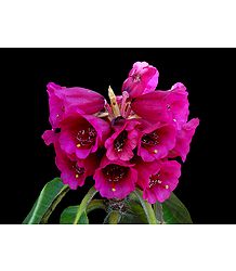 Magenta Rhododendron in Shingba Sanctuary, Yumthang - North Sikkim, India