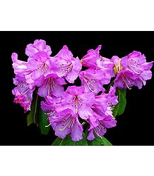 Magenta Rhododendron in Shingba Sanctuary, Yumthang - North Sikkim, India