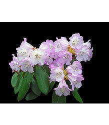 White with Magenta Rhododendron in Shingba Sanctuary, Yumthang - North Sikkim, India